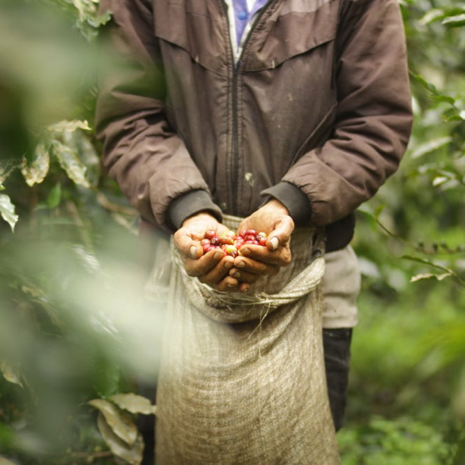 SUMATRA BEBAGI KEPADA | GOSHEN COFFEE | Goshen Coffee