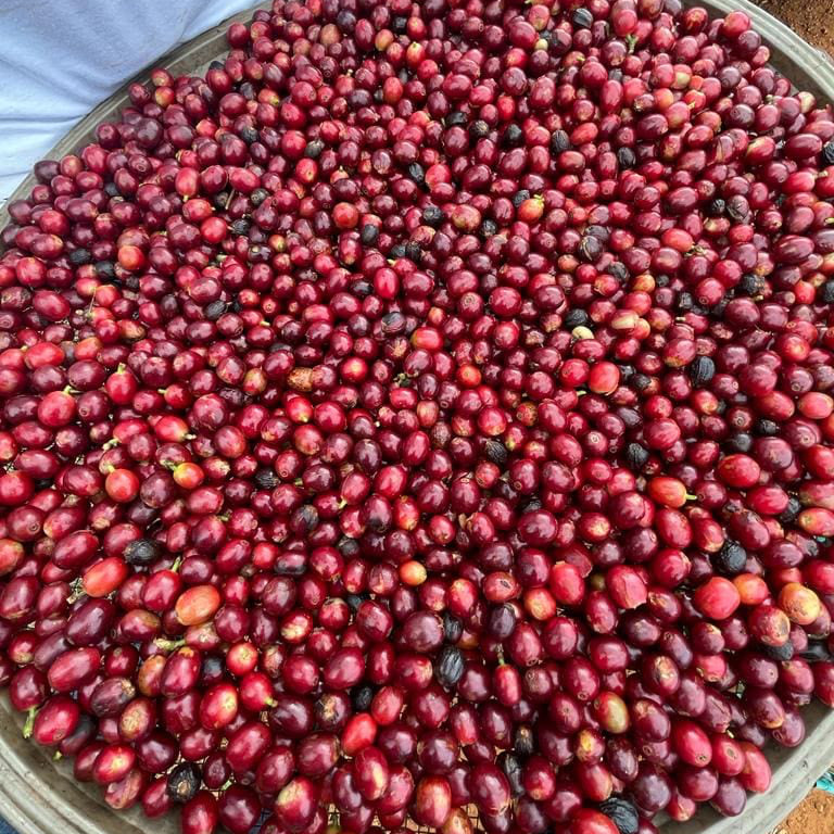 BRAZIL FAZENDA FRUTAS | GOSHEN COFFEE | Goshen Coffee