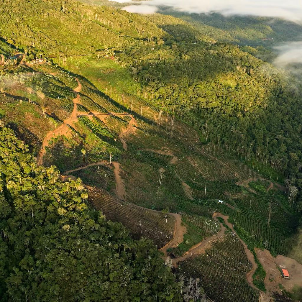 BOLIVIA FINCA ROSITA PACAMARA NATURAL
