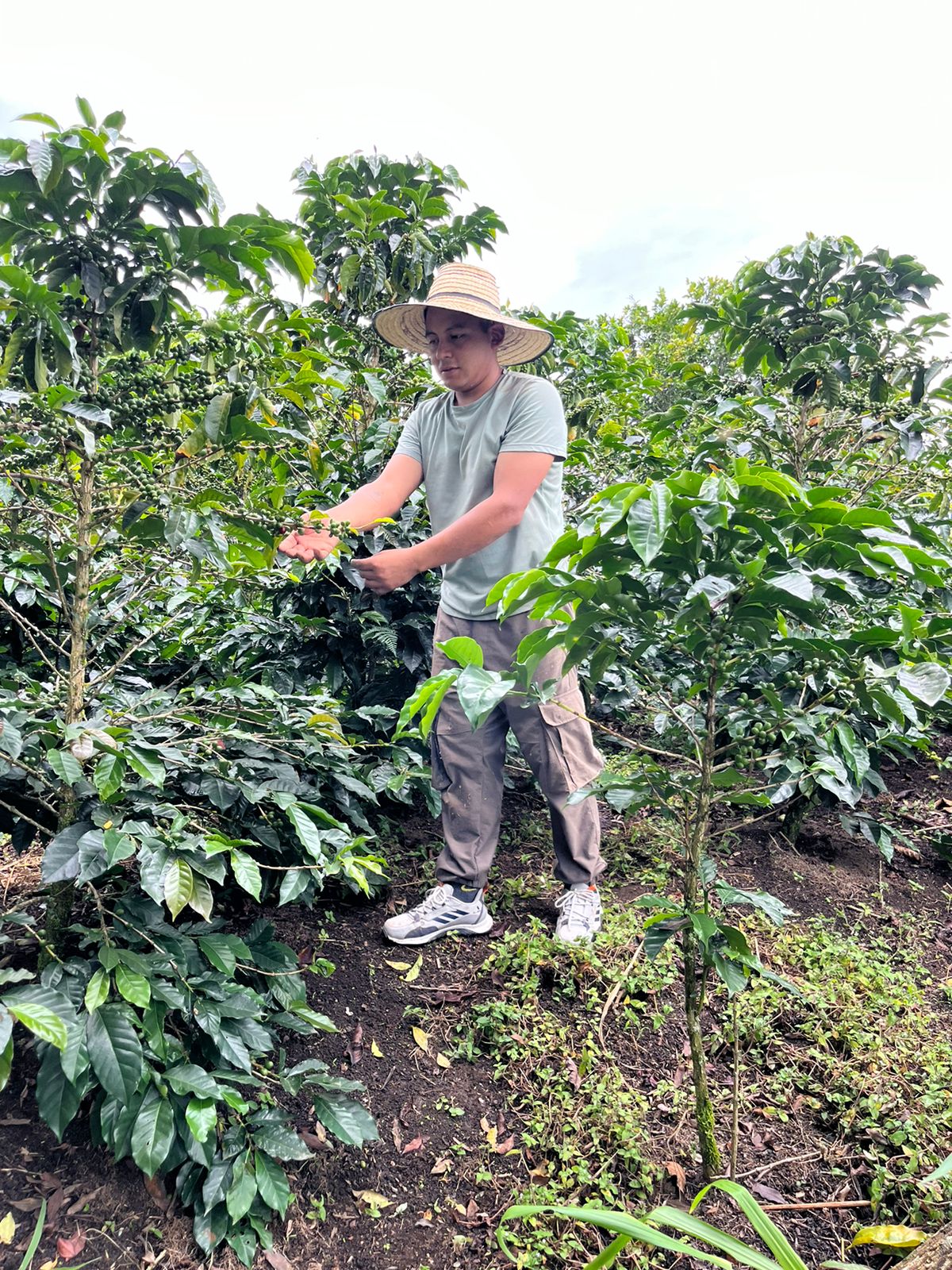 COLOMBIA LA MINDA PINK BOURBON | Goshen Coffee