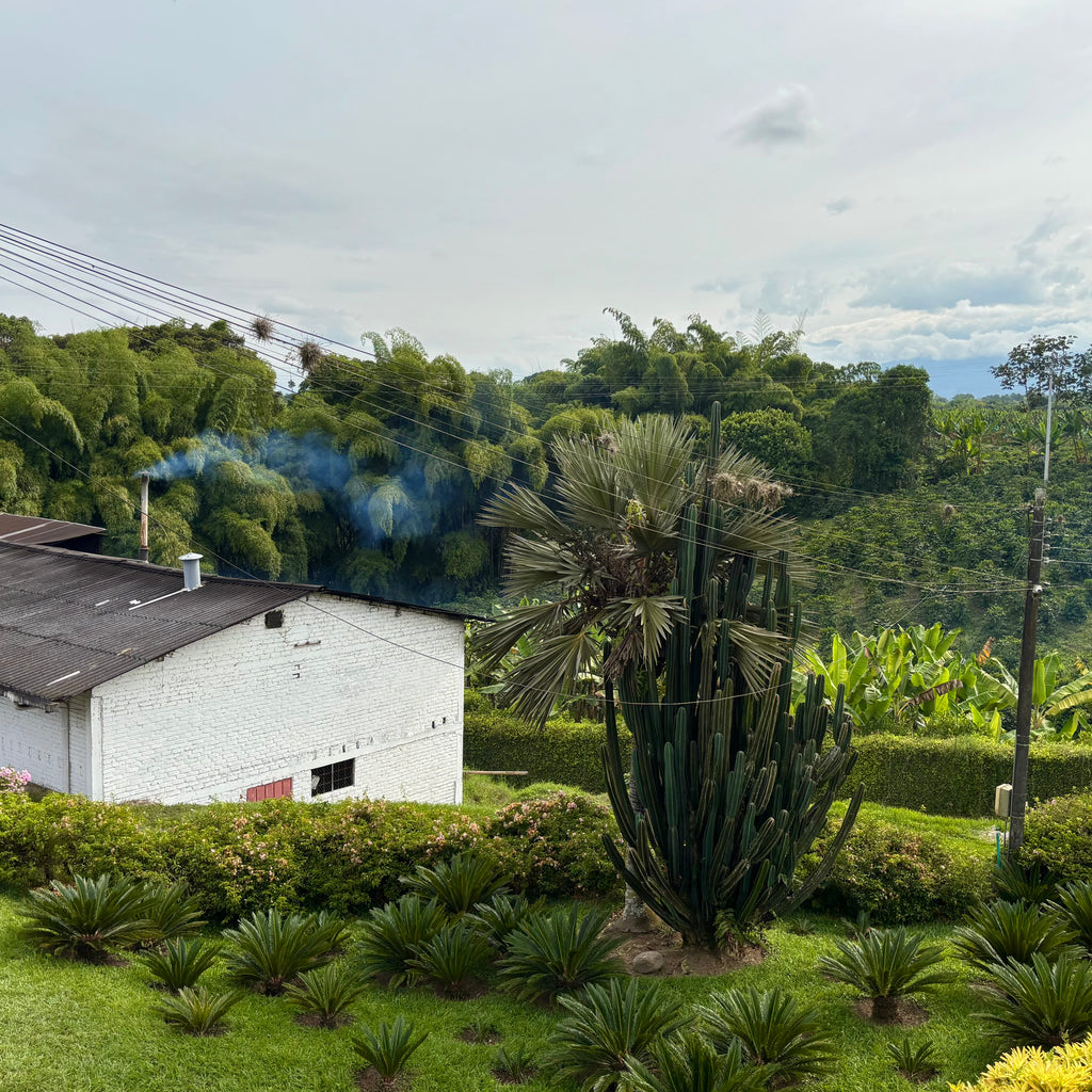 JAIRO ARCILA WINE LYCHEE - SECRET STASH #51