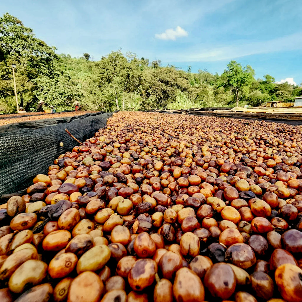 ETHIOPIA BENTI NENKA ANAEROBIC NATURAL