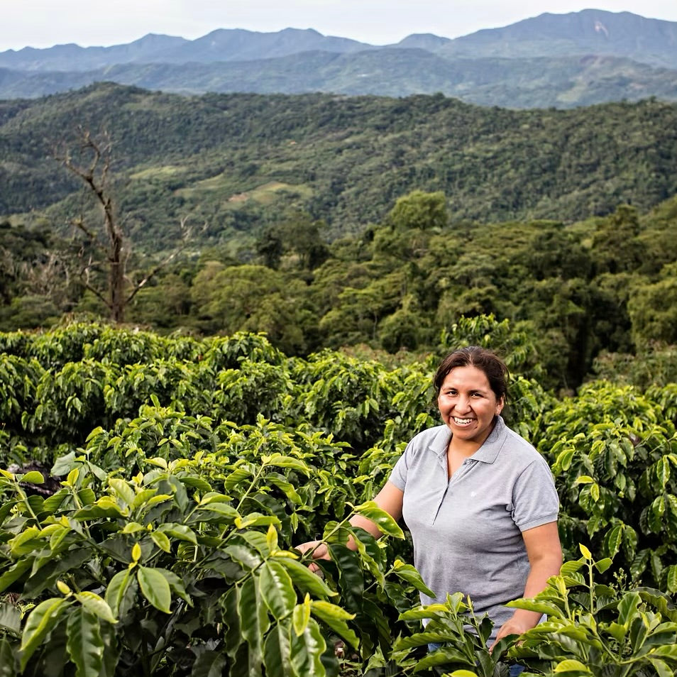 BOLIVIA FINCA ROSITA PACAMARA NATURAL