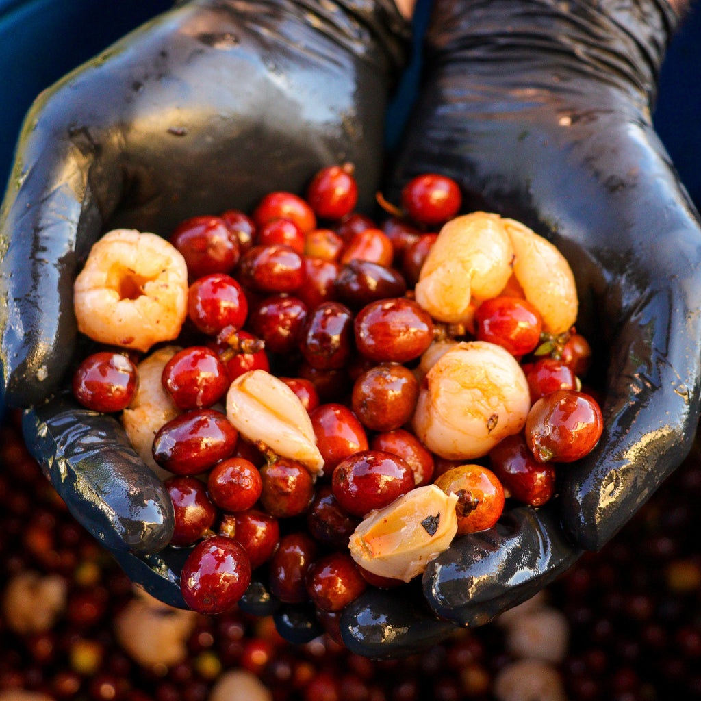 JAIRO ARCILA WINE LYCHEE - SECRET STASH #51