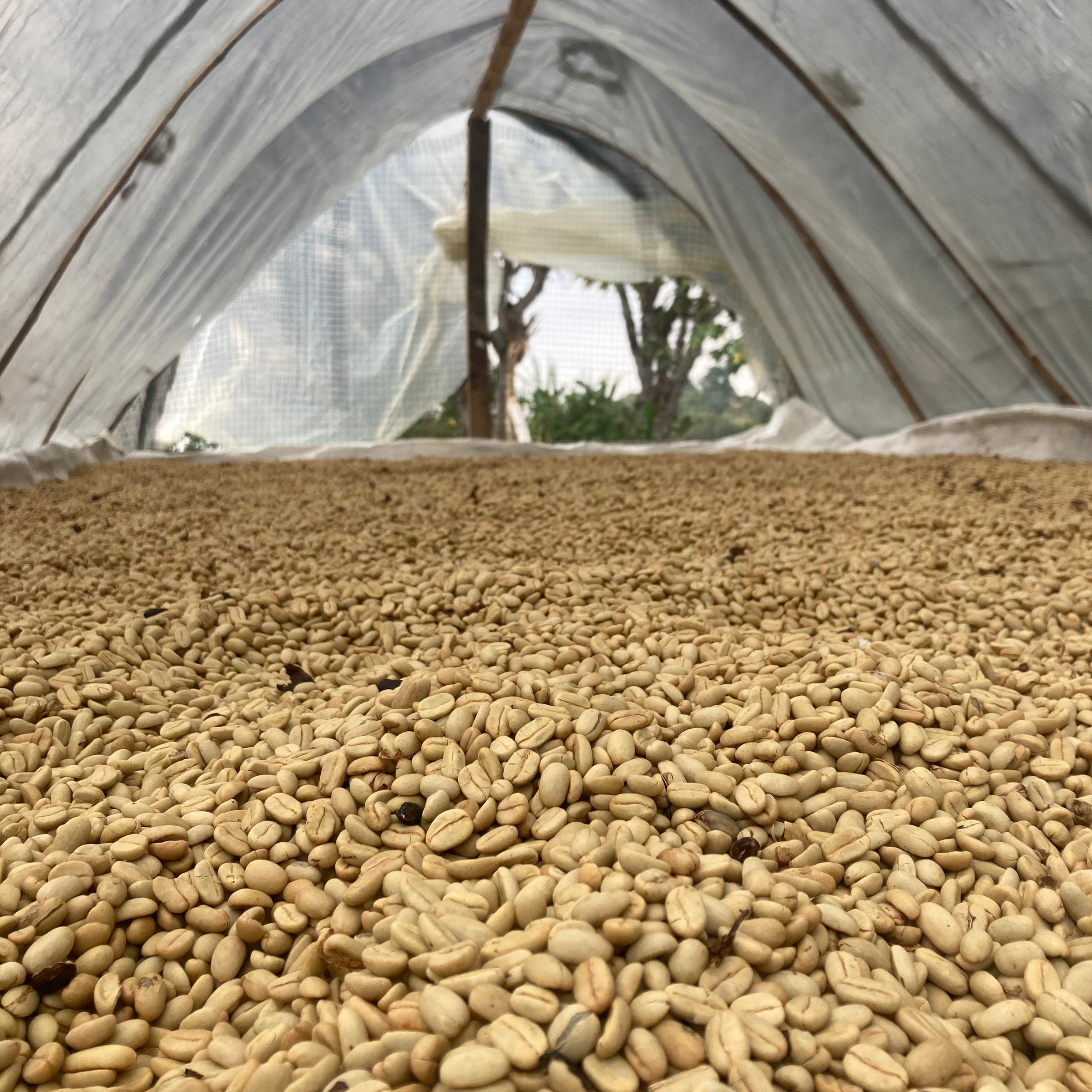 COLOMBIA DEMETRIO SANCHEZ GESHA | GOSHEN COFFEE | Goshen Coffee