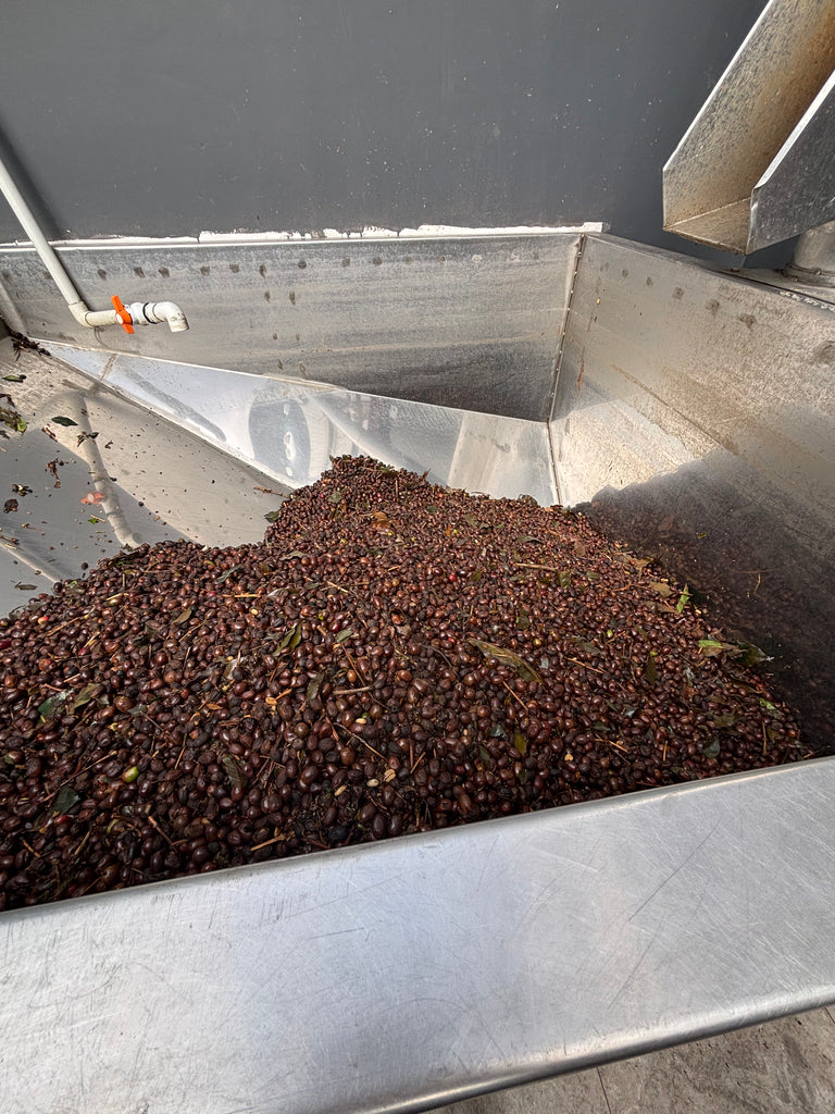 COLOMBIA JHOAN VERGARA PINK BOURBON DECAF | Goshen Coffee