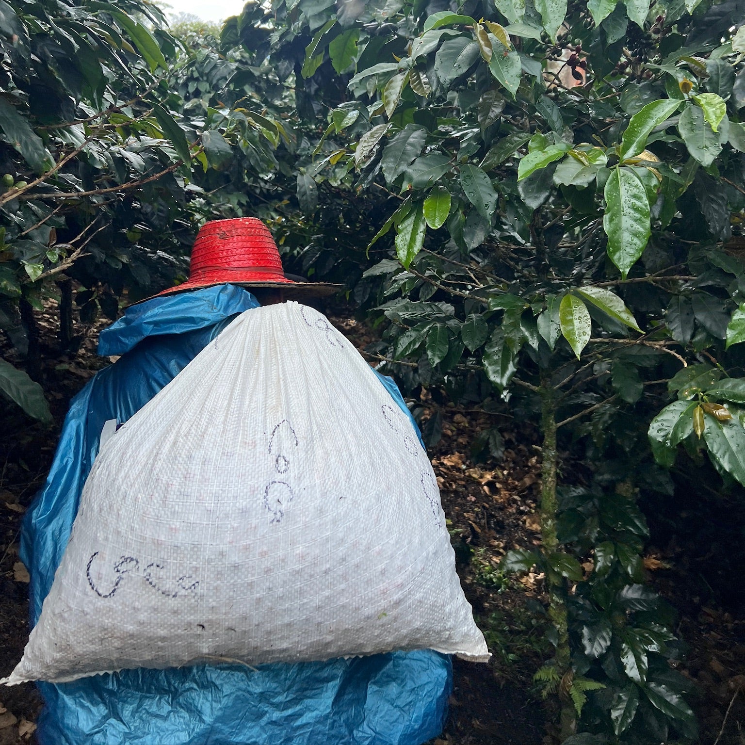 COLOMBIA LA PELOTA | GOSHEN COFFEE | Goshen Coffee