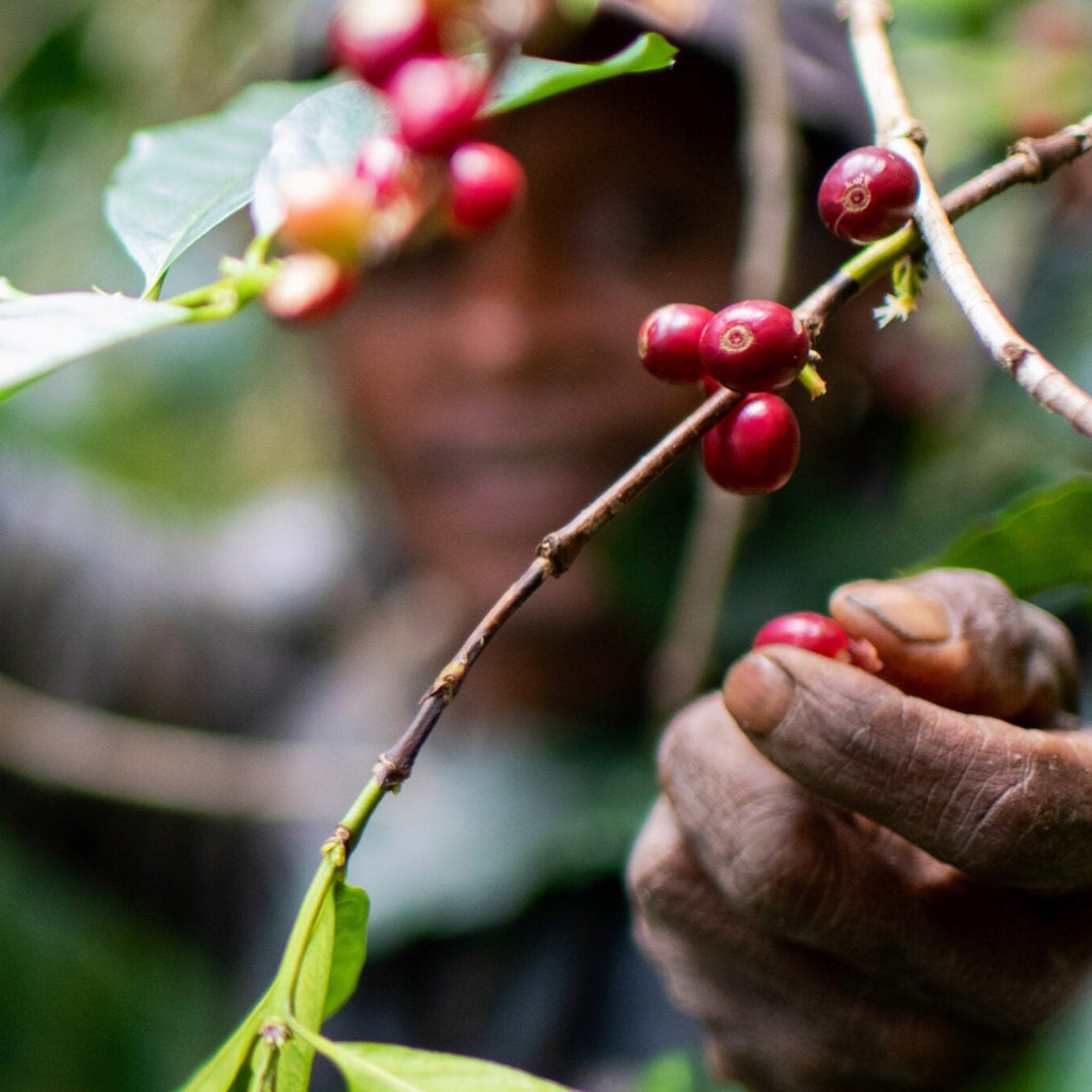 TIMOR-LESTE LEBUDU KRAIK