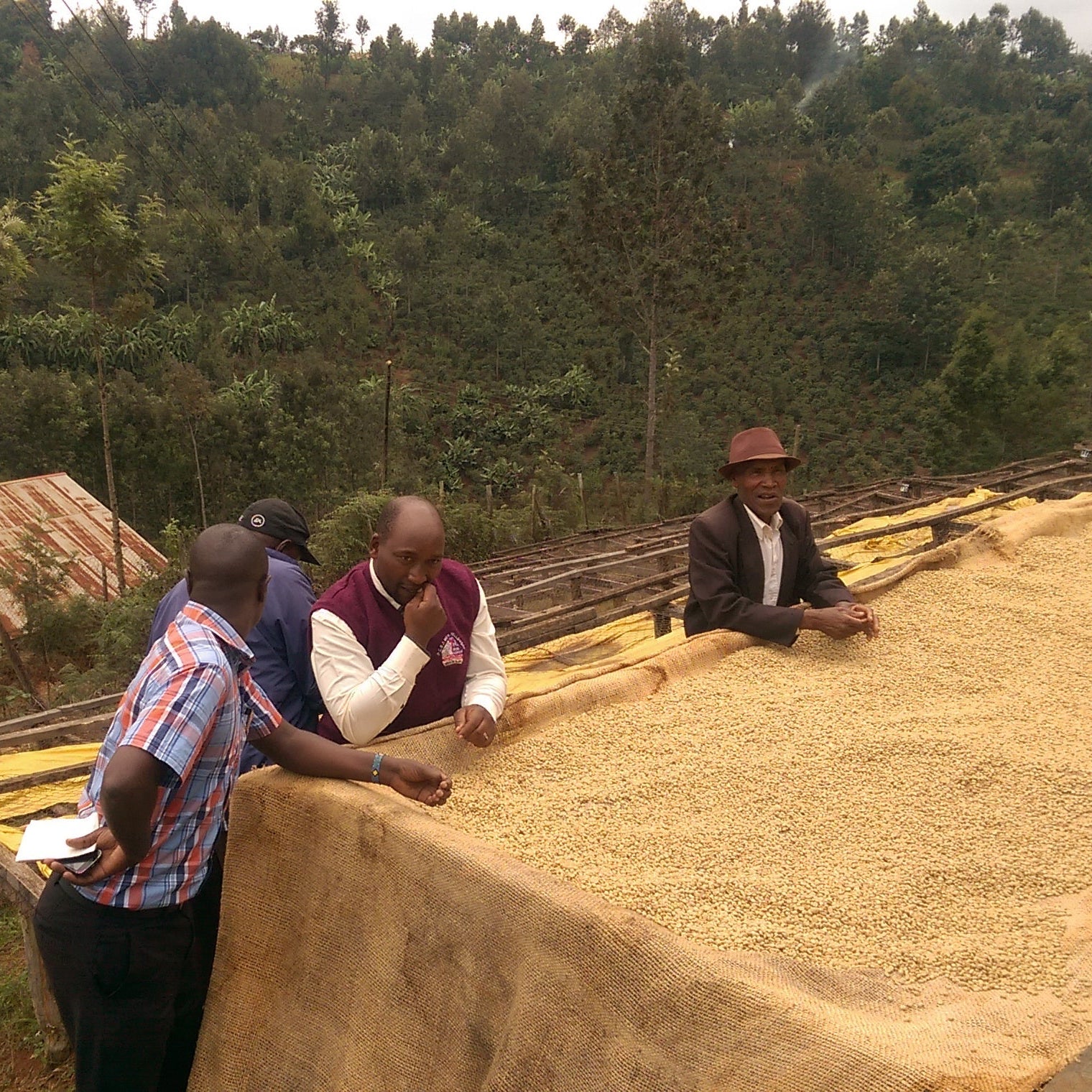 KENYA MBEGU NDOGO | GOSHEN COFFEE | Goshen Coffee