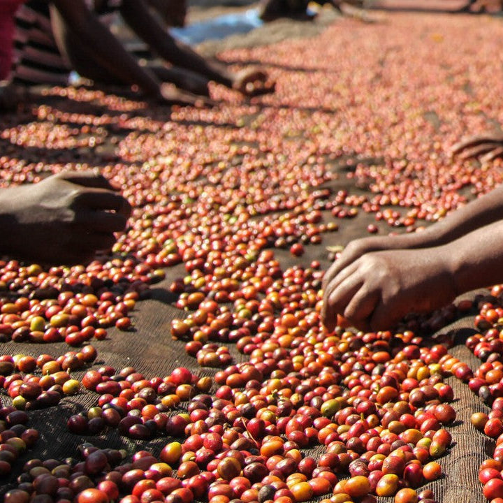 KENYA MBEGU NDOGO | GOSHEN COFFEE | Goshen Coffee